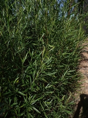 Dodonaea truncatiales