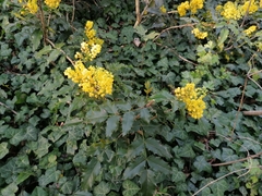 Berberis aquifolium
