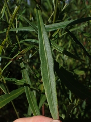 Dodonaea truncatiales