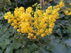 Berberis aquifolium