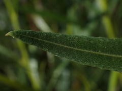 Dodonaea truncatiales