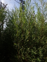 Dodonaea truncatiales