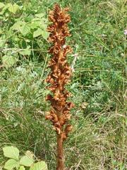 Orobanche kochii