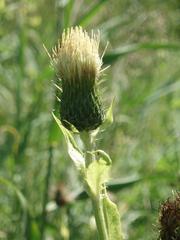 Cirsium tataricum