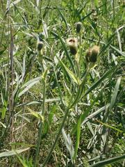 Cirsium tataricum