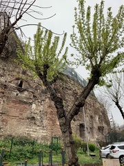 Platanus