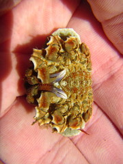 Eurynolambrus australis