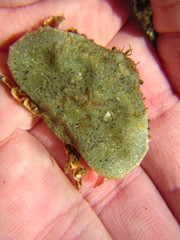 Eurynolambrus australis