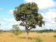 Terminalia mollis