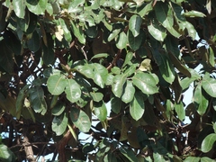 Terminalia mollis