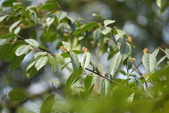 Sycopsis sinensis