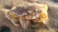 Matuta