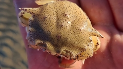 Matuta