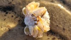 Matuta