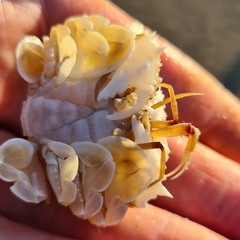 Matuta