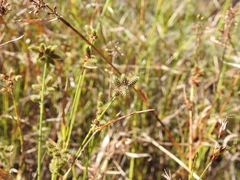 Fuirena ciliaris