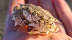 Matuta