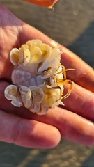Matuta