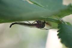 Chironomus