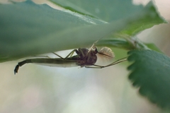 Chironomus