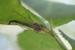 Chironomus