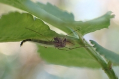 Chironomus