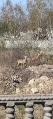 Capreolus capreolus