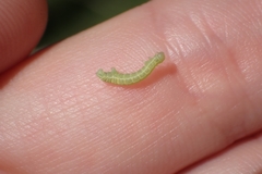Geometridae