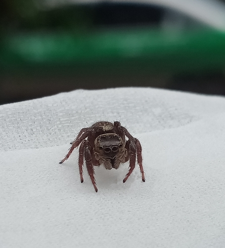 Adanson's House Jumper