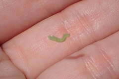 Geometridae