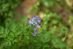 Corydalis incisa