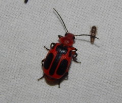 Lebistina peringueyi