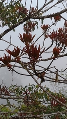 Daphniphyllum himalaense