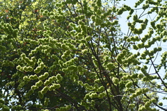 Ulmus multinervis