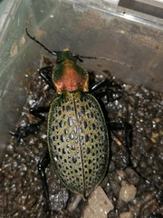 Carabus smaragdinus