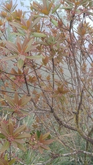 Daphniphyllum himalaense