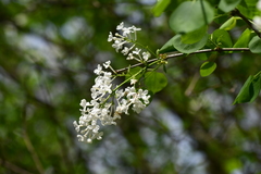 Syringa oblata
