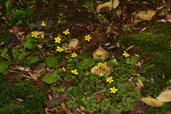 Ranunculus ternatus
