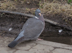 Columba palumbus