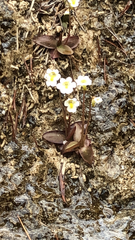 Pinguicula alpina