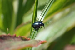 Chrysomelidae