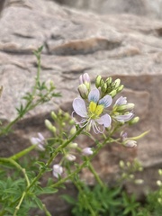 Cleome oxyphylla oxyphylla