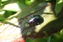 Chrysomelidae