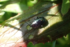 Chrysomelidae