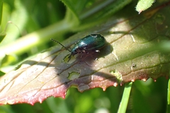 Chrysomelidae