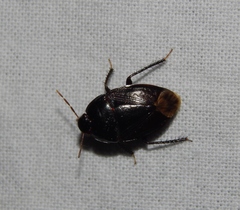 Macroscytus reflexus