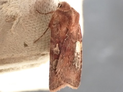 Cerastis leucographa