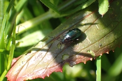 Chrysomelidae
