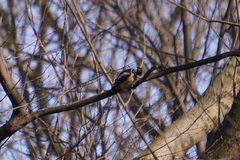 Dendrocopos major