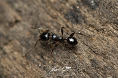 Pheidole variabilis praedo